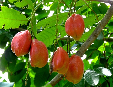Savannah Ackee Plant