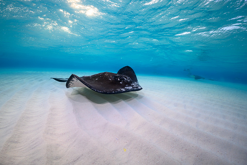 Seven Mile Beach Stingray