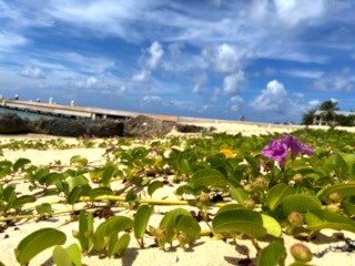 West Bay Beach Flower